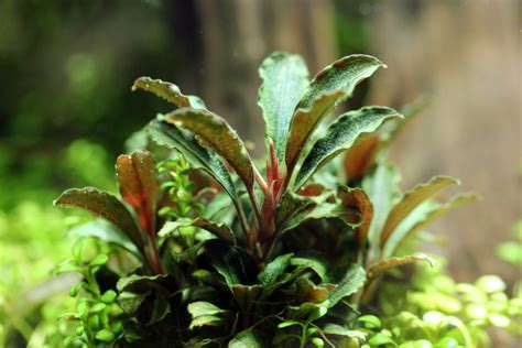 bucephalandra red mini